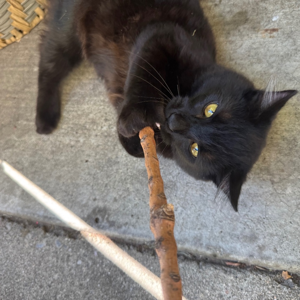 Meet your Posher, Giselle